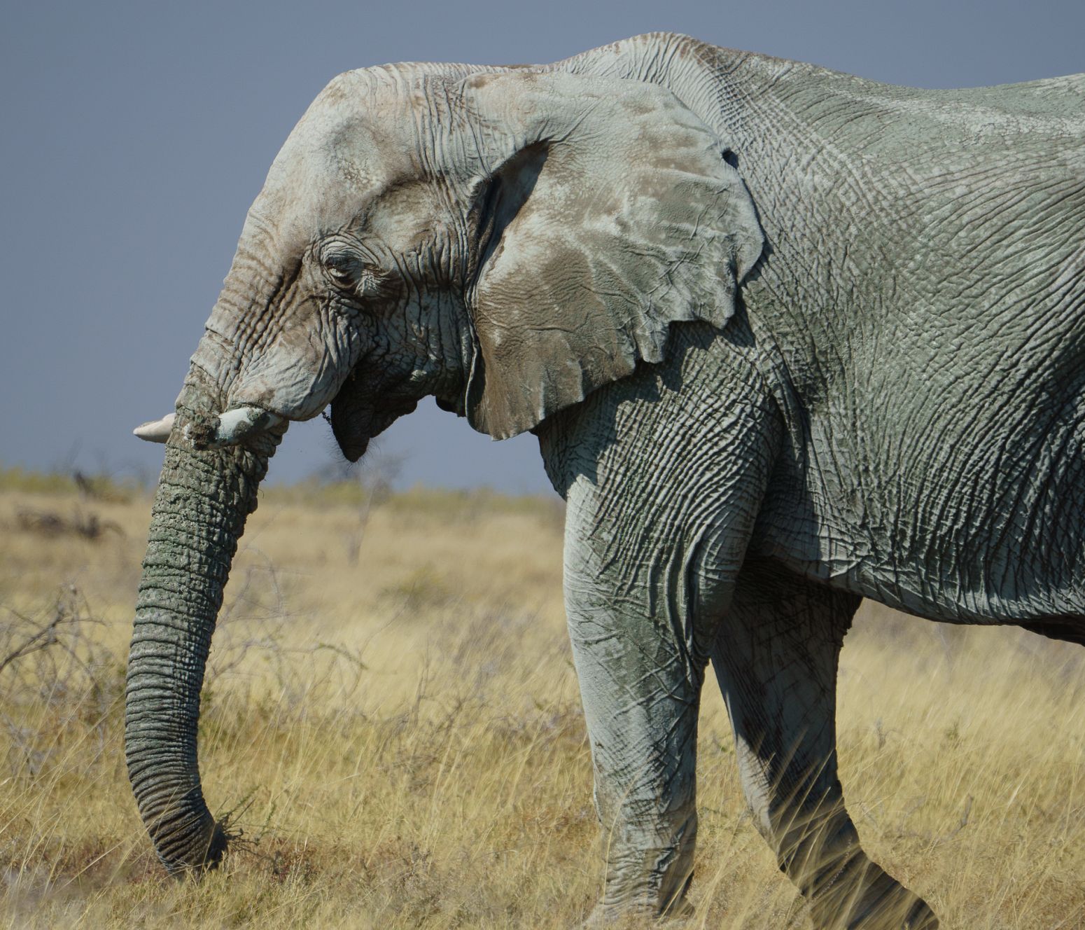 Elephant, Etosha National Park, Namibia